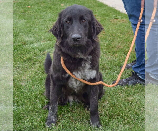 Medium Photo #3 Mutt Puppy For Sale in Huntley, IL, USA