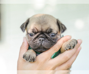 Pug Puppy for sale in LIBERTY, KY, USA