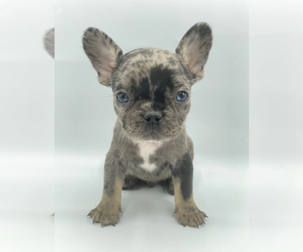 Medium Photo #3 French Bulldog Puppy For Sale in SHORT HILLS, NJ, USA