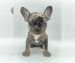 Small Photo #3 French Bulldog Puppy For Sale in SHORT HILLS, NJ, USA