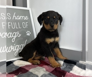 Rottweiler Puppy for sale in FRANKLIN, IN, USA