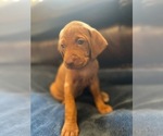 Small #7 Vizsla