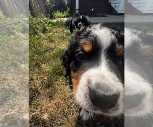 Bernese Mountain Dog Puppy for sale in RIMERSBURG, PA, USA