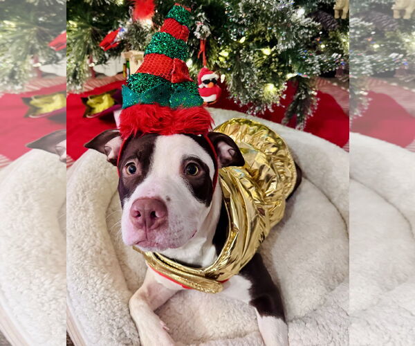 Medium Photo #3 Mutt Puppy For Sale in Princeton, MN, USA