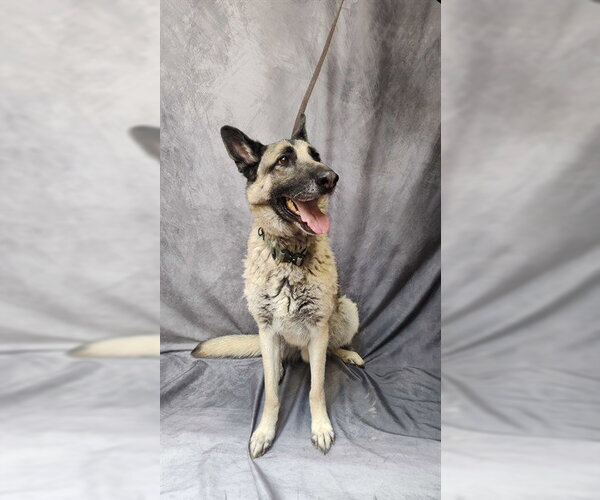 Medium Photo #1 German Shepherd Dog Puppy For Sale in Ogden, UT, USA