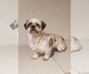 Shih Tzu Dogs for adoption in miami, FL, USA