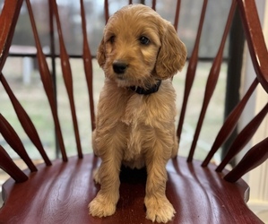 Goldendoodle Puppy for Sale in DALTON, Georgia USA