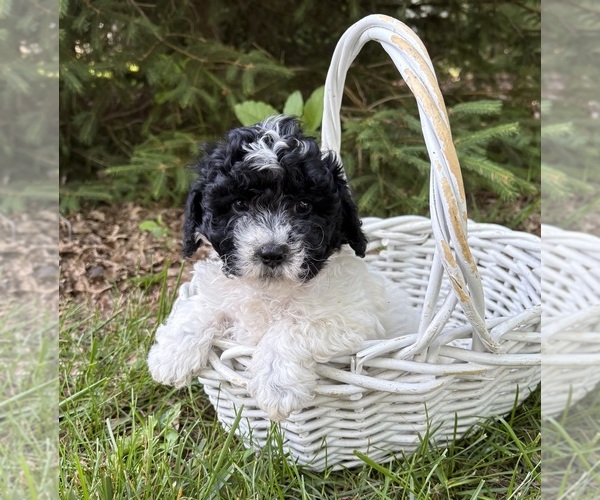 Medium Photo #3 Havapoo Puppy For Sale in MIDDLEBURY, IN, USA