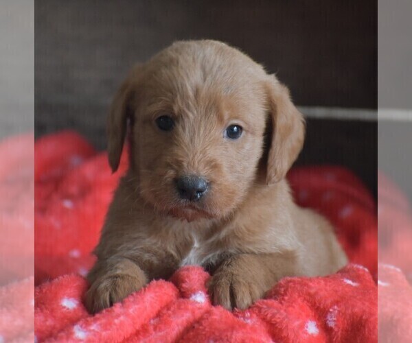 Medium Photo #1 Goldendoodle-Labrador Retriever Mix Puppy For Sale in PARADISE, PA, USA