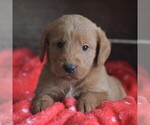 Small Photo #1 Goldendoodle-Labrador Retriever Mix Puppy For Sale in PARADISE, PA, USA