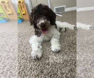 Australian Labradoodle Puppy for sale in CANFIELD, OH, USA