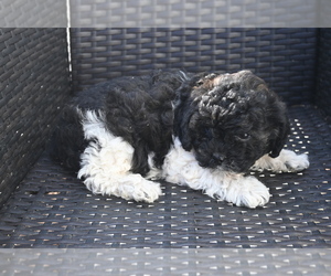 Bichpoo Puppy for sale in BLOOMINGTON, IN, USA