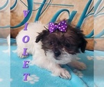 Small Photo #3 Shih Tzu Puppy For Sale in MEADOW BRIDGE, WV, USA