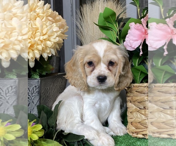 Medium Photo #1 Cocker Spaniel Puppy For Sale in CANOGA, NY, USA