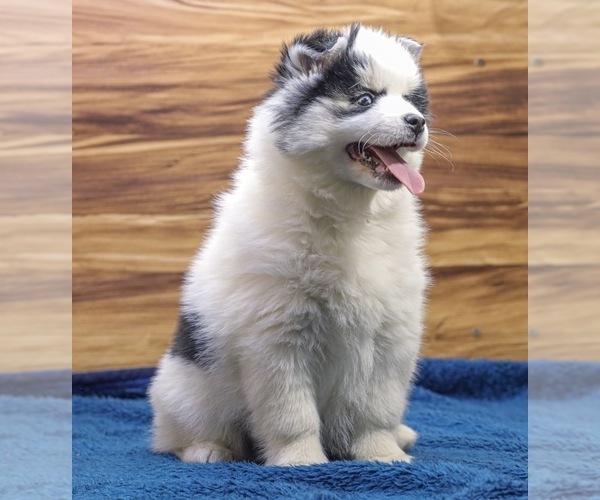 Medium Photo #1 Pomsky Puppy For Sale in TAMPICO, IL, USA