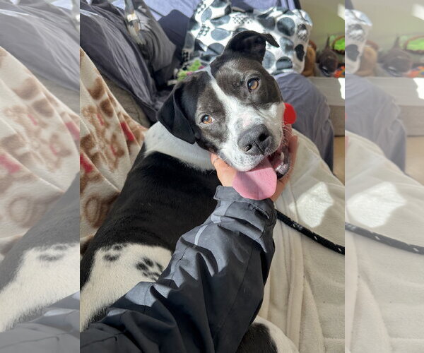 Medium Photo #15 Pointer-Unknown Mix Puppy For Sale in Rockaway, NJ, USA