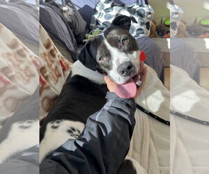 Cooper Lizman - Male Pointer-Unknown Mix Dog for Adoption - Photo #15