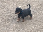 Small Photo #4 Rottweiler Puppy For Sale in OAKLEY, CA, USA