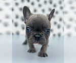 Small Photo #1 French Bulldog Puppy For Sale in CUMBERLAND CENTER, ME, USA