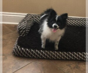 Pomeranian Puppy for Sale in CITRONELLE, Alabama USA