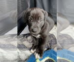 Small #4 Labrador Retriever Mix