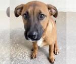 Small #1 German Shepherd Dog