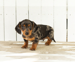 Small #2 Dachshund