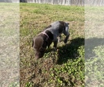 Small Photo #13 German Shorthaired Pointer Puppy For Sale in ELIZABETH CITY, NC, USA