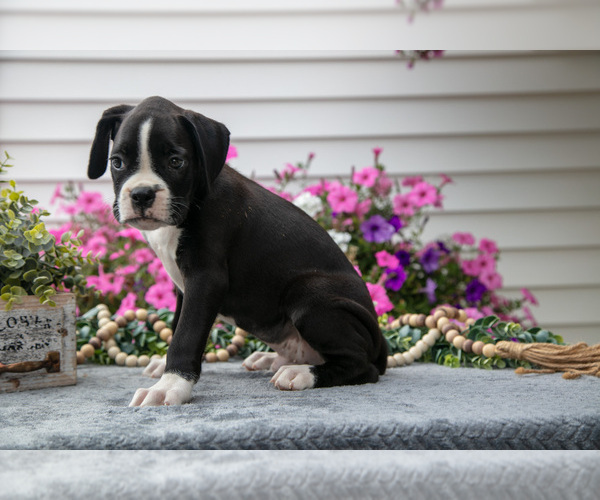 Medium Photo #3 Boxer Puppy For Sale in GRABILL, IN, USA