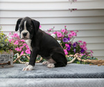 Small Photo #28 Boxer Puppy For Sale in GRABILL, IN, USA