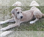 Small Photo #3 Great Dane Puppy For Sale in HULBERT, OK, USA