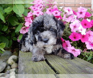 Miniature Labradoodle Puppy for sale in FREDERICKSBG, OH, USA