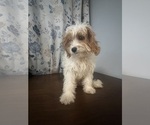 Small #62 Cavapoo-Poodle (Miniature) Mix