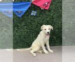 Small Labrador Retriever