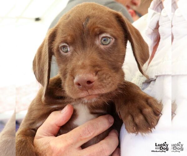 Medium Photo #2 Labrador Retriever-Unknown Mix Puppy For Sale in Washington, DC, USA