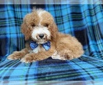 Small #3 Cockapoo (Miniature)