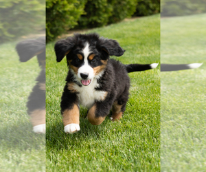 Bernese Mountain Dog Puppy for sale in SHIPSHEWANA, IN, USA