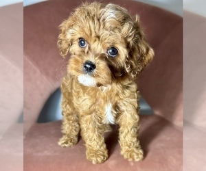 Cavapoo Puppy for Sale in NILES, Michigan USA