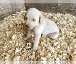 Puppy 2 Labrador Retriever