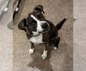 Labrador Retriever-Mountain Cur Mix Dogs for adoption in Crystal, MN, USA