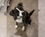 Shadow * Help! I need a foster home!* - Female Labrador Retriever-Mountain Cur Mix Dog for Adoption - Small photo