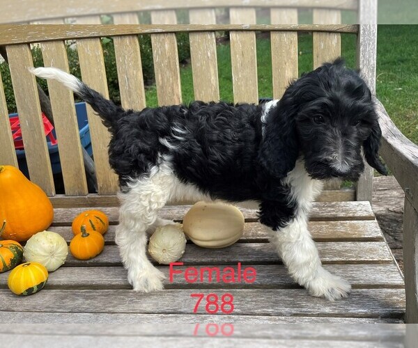 Medium Photo #8 Goldendoodle-Poodle (Standard) Mix Puppy For Sale in CLARE, IL, USA