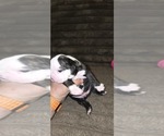 Small #3 Boston Terrier