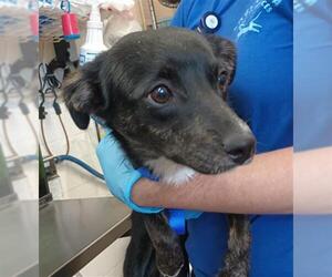 Border Collie Dogs for adoption in Chula Vista, CA, USA