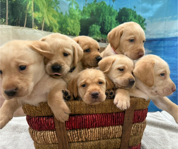 Medium Photo #1 Labrador Retriever Puppy For Sale in ALAFAYA, FL, USA