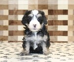 Small #2 Bernedoodle (Miniature)