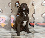 Small #2 American Pit Bull Terrier Mix