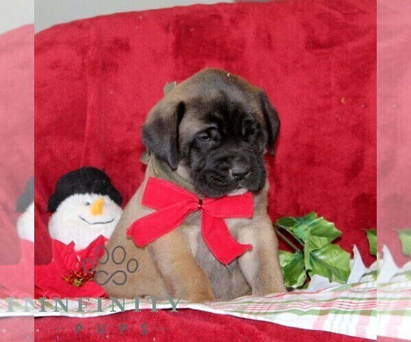 Medium Photo #4 Mastiff Puppy For Sale in RED LION, PA, USA