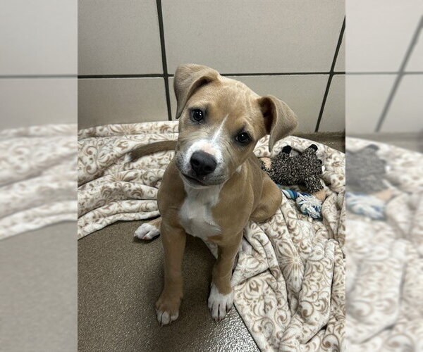 Medium Photo #1 Mutt Puppy For Sale in Fort Wayne, IN, USA