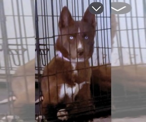 Siberian Husky Puppy for sale in SPRING, TX, USA